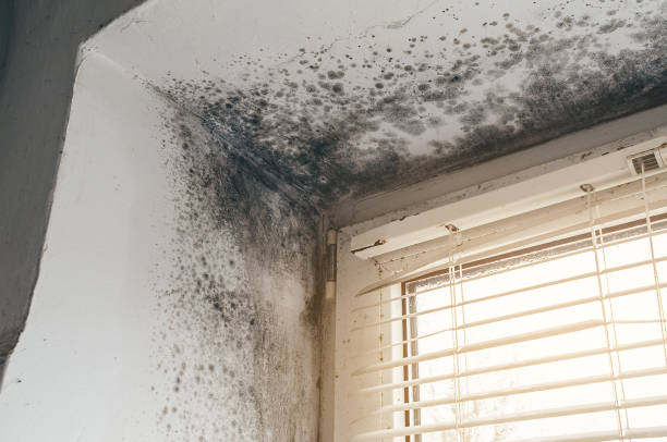 Affordable Black Mold Remediation solutions in Fredericksburg, PA